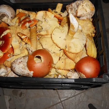 αντιγόνη Ξενοδοχείο Νεοχώρι