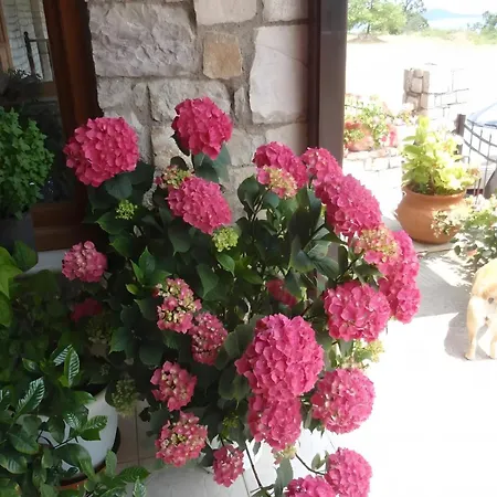 Gasthuis Antigoni Neochori (Karditsa)